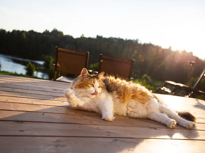 Mơ thấy mèo nằm tắm nắng